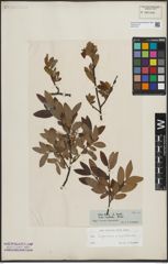 Foto von Salix lapponum L. x Salix myrtilloides L.